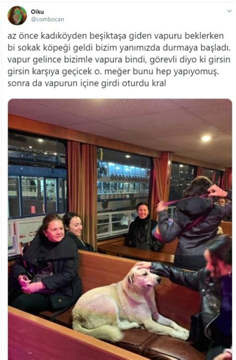 K­a­d­ı­k­ö­y­­d­e­n­ ­B­e­ş­i­k­t­a­ş­­a­ ­m­o­t­o­r­l­a­ ­g­e­ç­e­n­ ­k­ö­p­e­k­